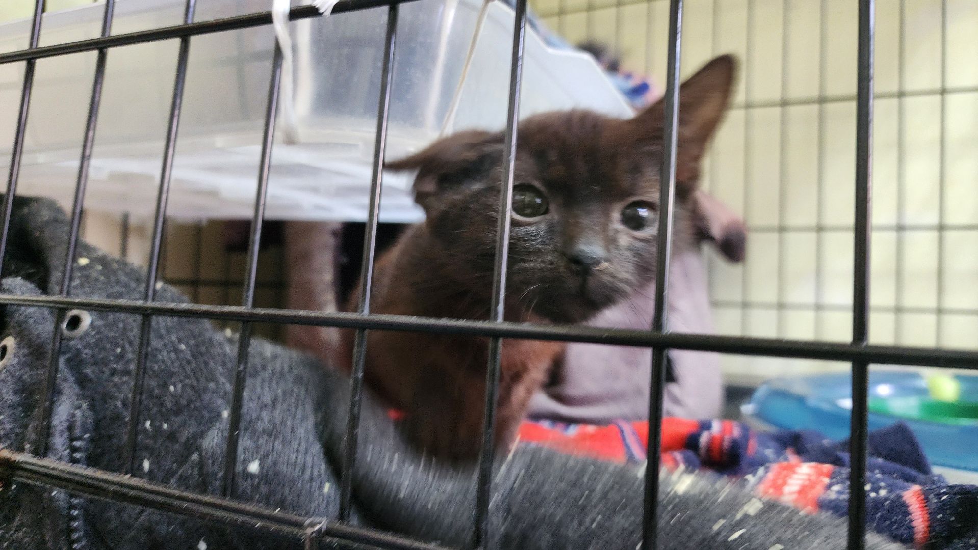 Котобус, Кошки, Кошачий приют, Протвино, Волонтеры,