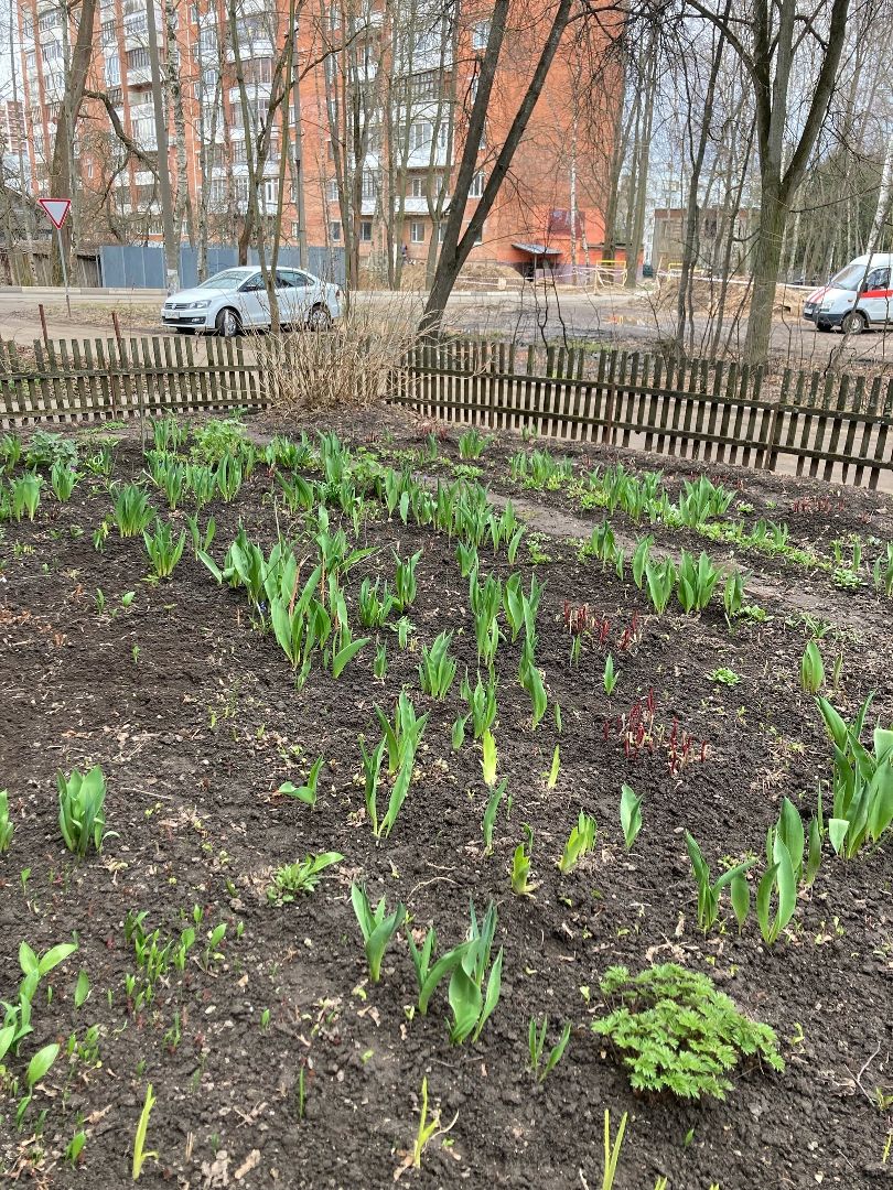 Солнечногорск, перемены, цветы, весна, пенсионерка