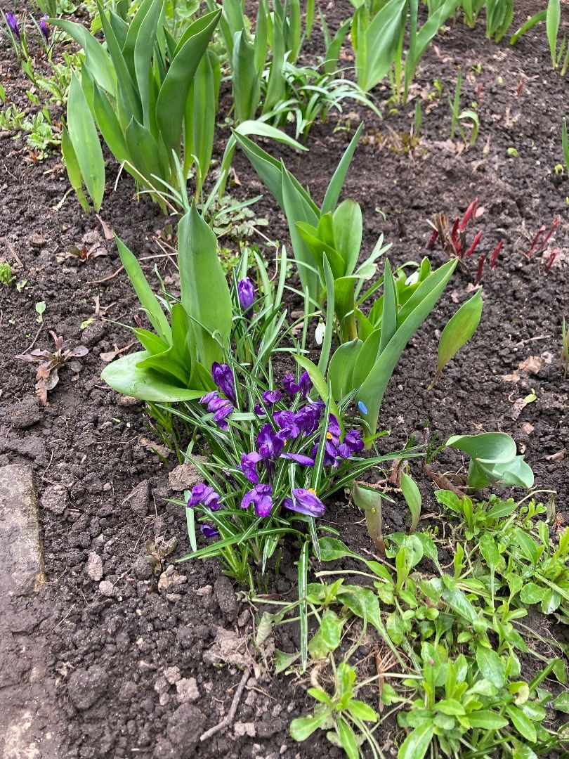 Солнечногорск, перемены, цветы, весна, пенсионерка