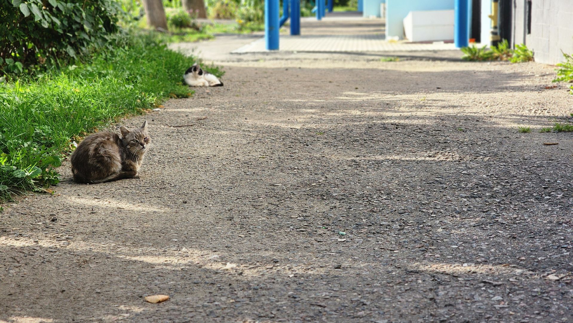 выездная администрация, Растуново, Барыбино, Домодедово, Белые Столбы,