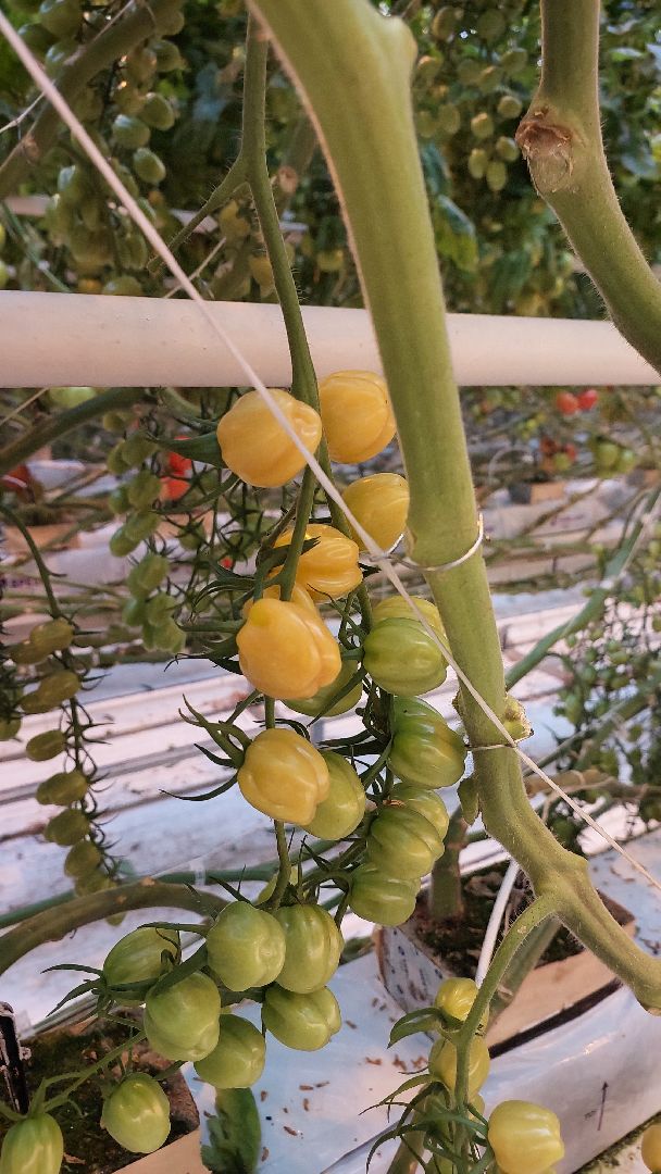 томаты, серпухов, турово, тепличное хозяйство, сельское хозяйство, продовольствие,