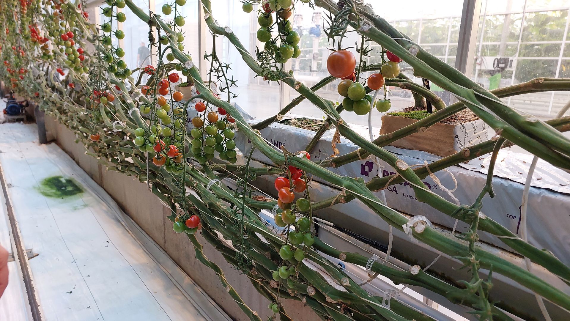 томаты, серпухов, турово, тепличное хозяйство, сельское хозяйство, продовольствие,