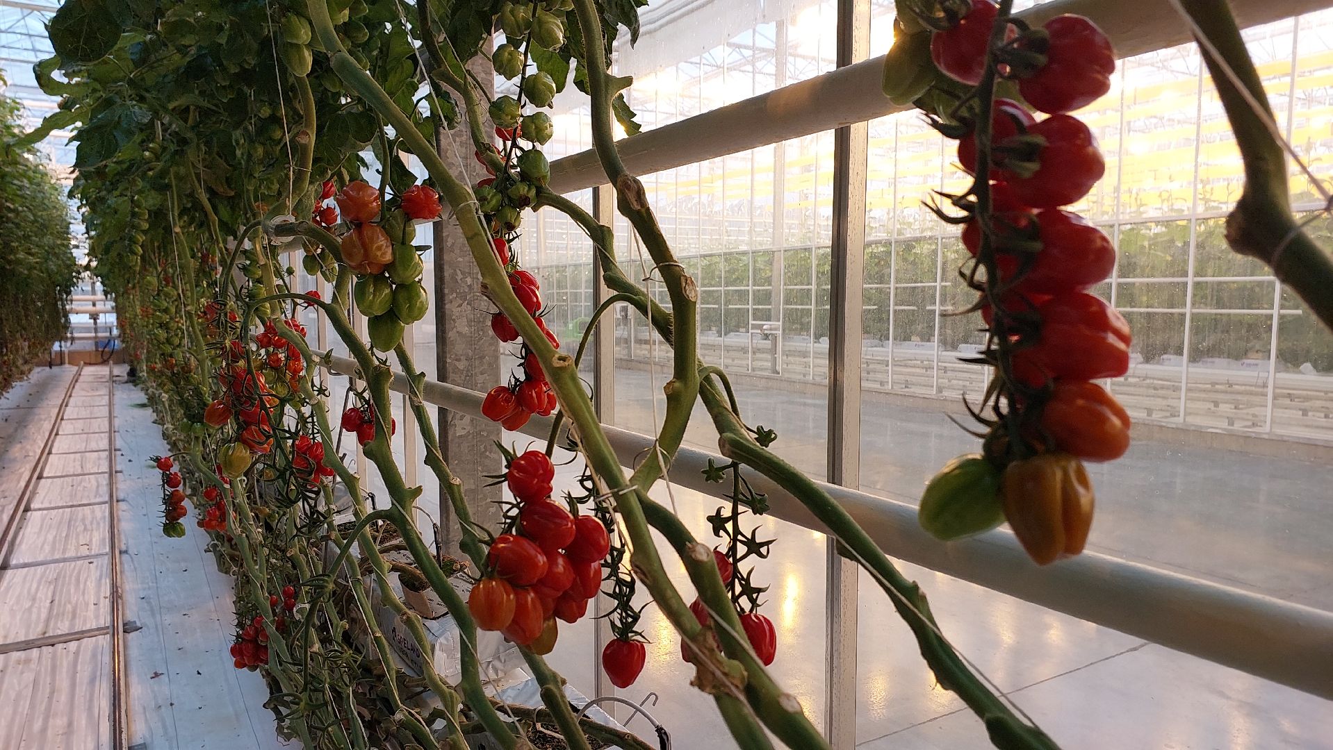 томаты, серпухов, турово, тепличное хозяйство, сельское хозяйство, продовольствие,