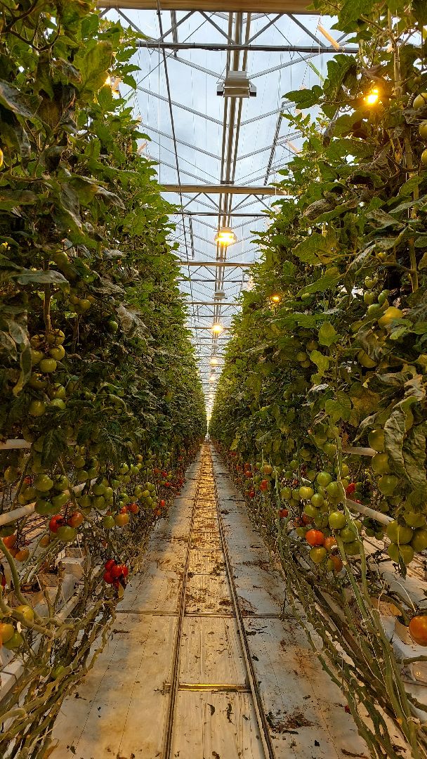 томаты, серпухов, турово, тепличное хозяйство, сельское хозяйство, продовольствие,