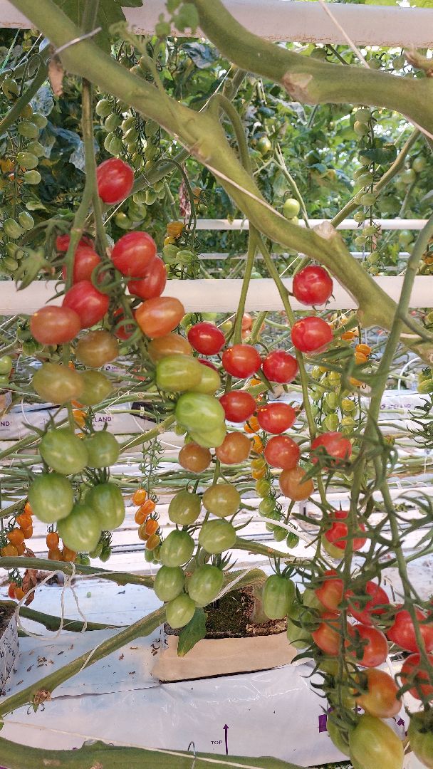 томаты, серпухов, турово, тепличное хозяйство, сельское хозяйство, продовольствие,