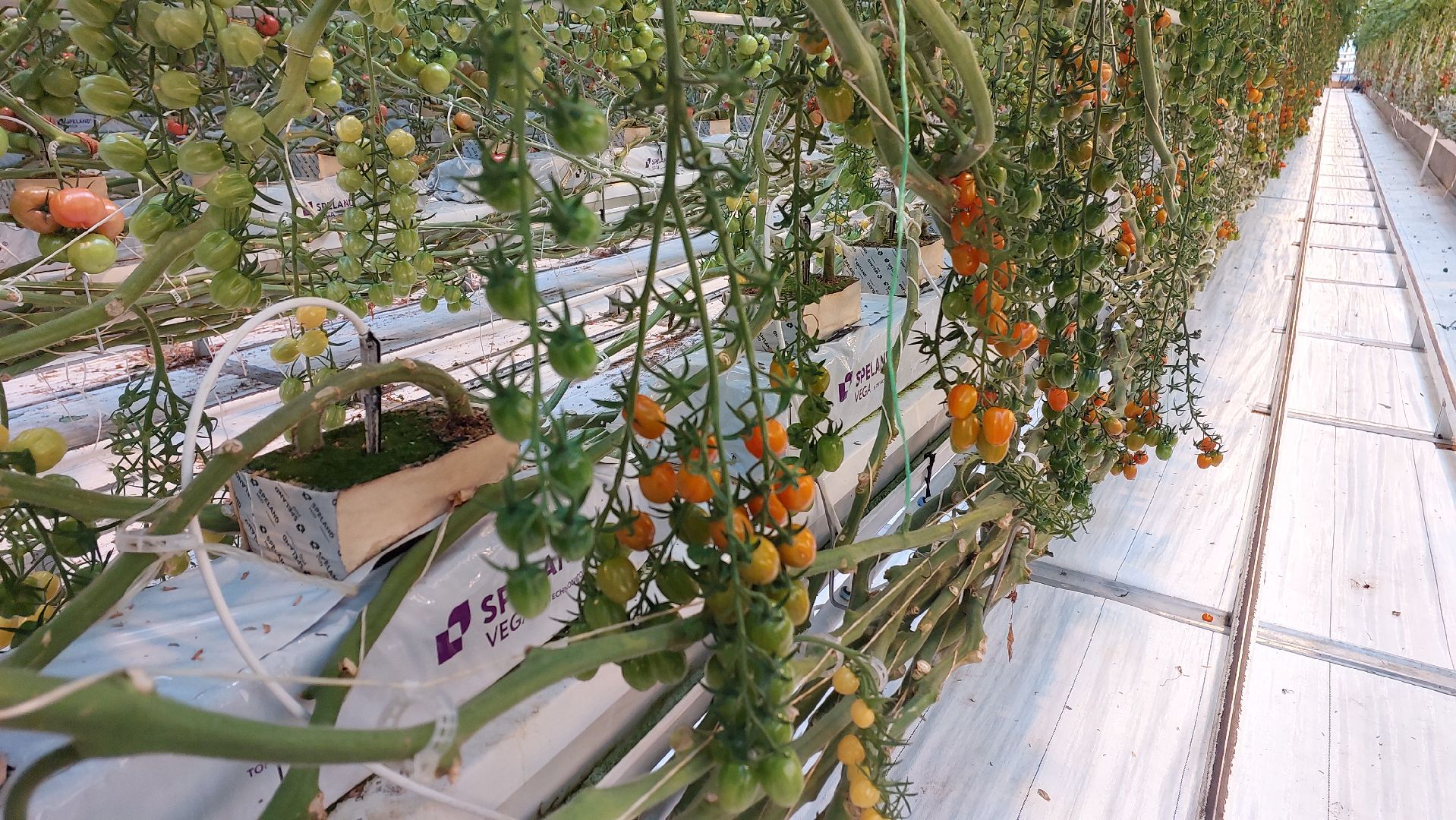 томаты, серпухов, турово, тепличное хозяйство, сельское хозяйство, продовольствие,