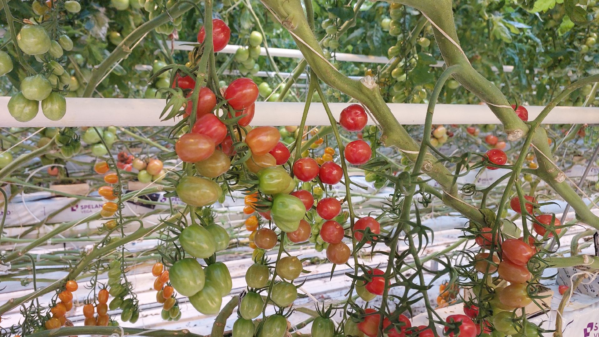 томаты, серпухов, турово, тепличное хозяйство, сельское хозяйство, продовольствие,