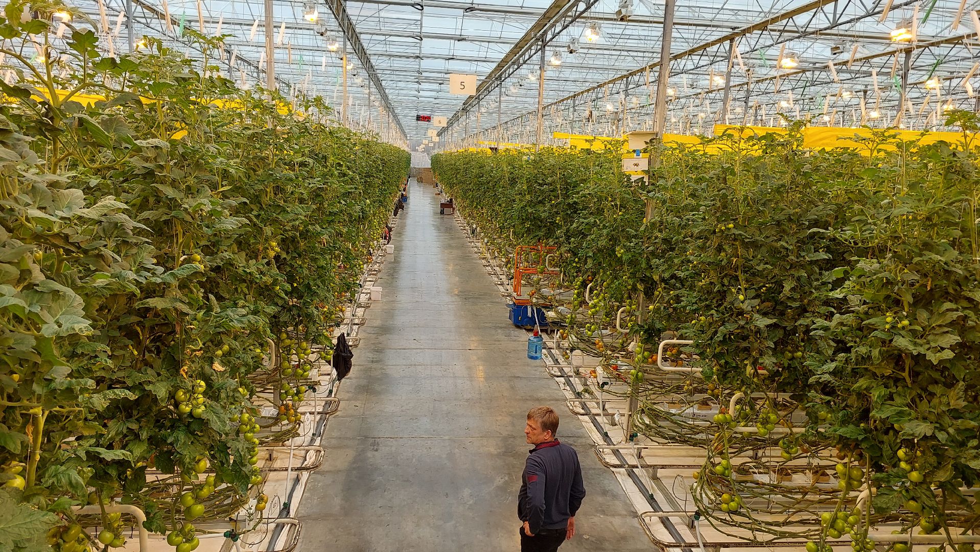 томаты, серпухов, турово, тепличное хозяйство, сельское хозяйство, продовольствие,