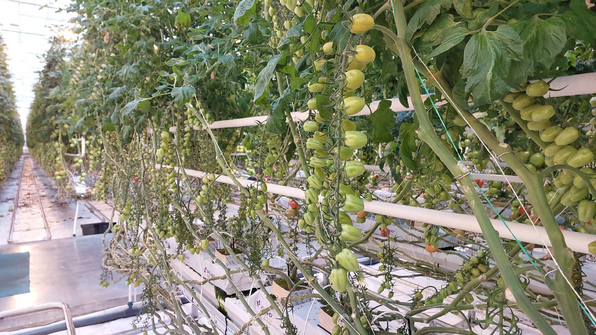 томаты, серпухов, турово, тепличное хозяйство, сельское хозяйство, продовольствие,