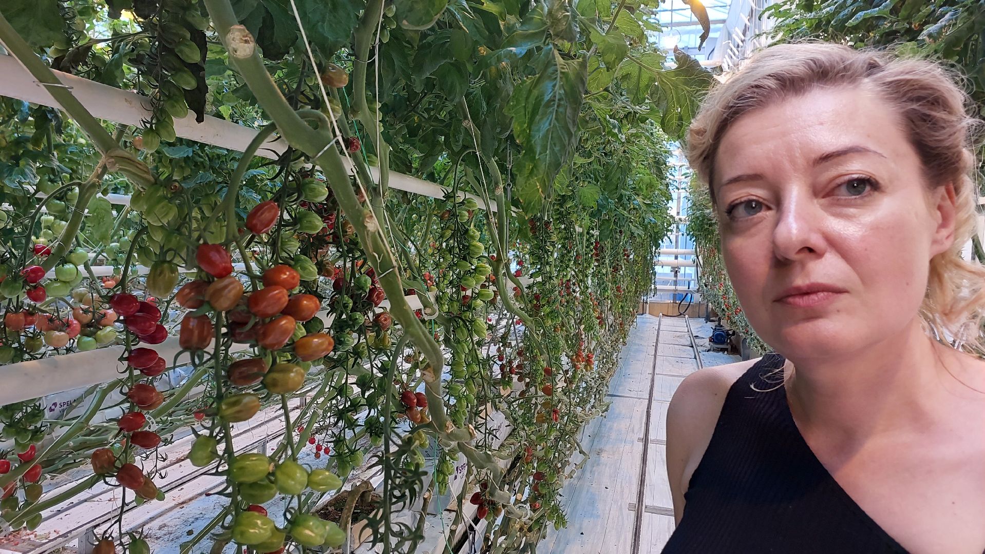 томаты, серпухов, турово, тепличное хозяйство, сельское хозяйство, продовольствие,