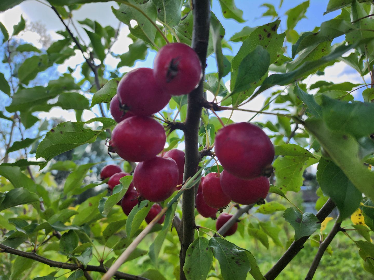сельское хозяйство, Сельхозкультуры, селекция,