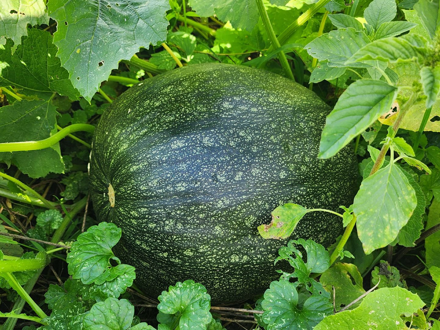 сельское хозяйство, Сельхозкультуры, селекция,