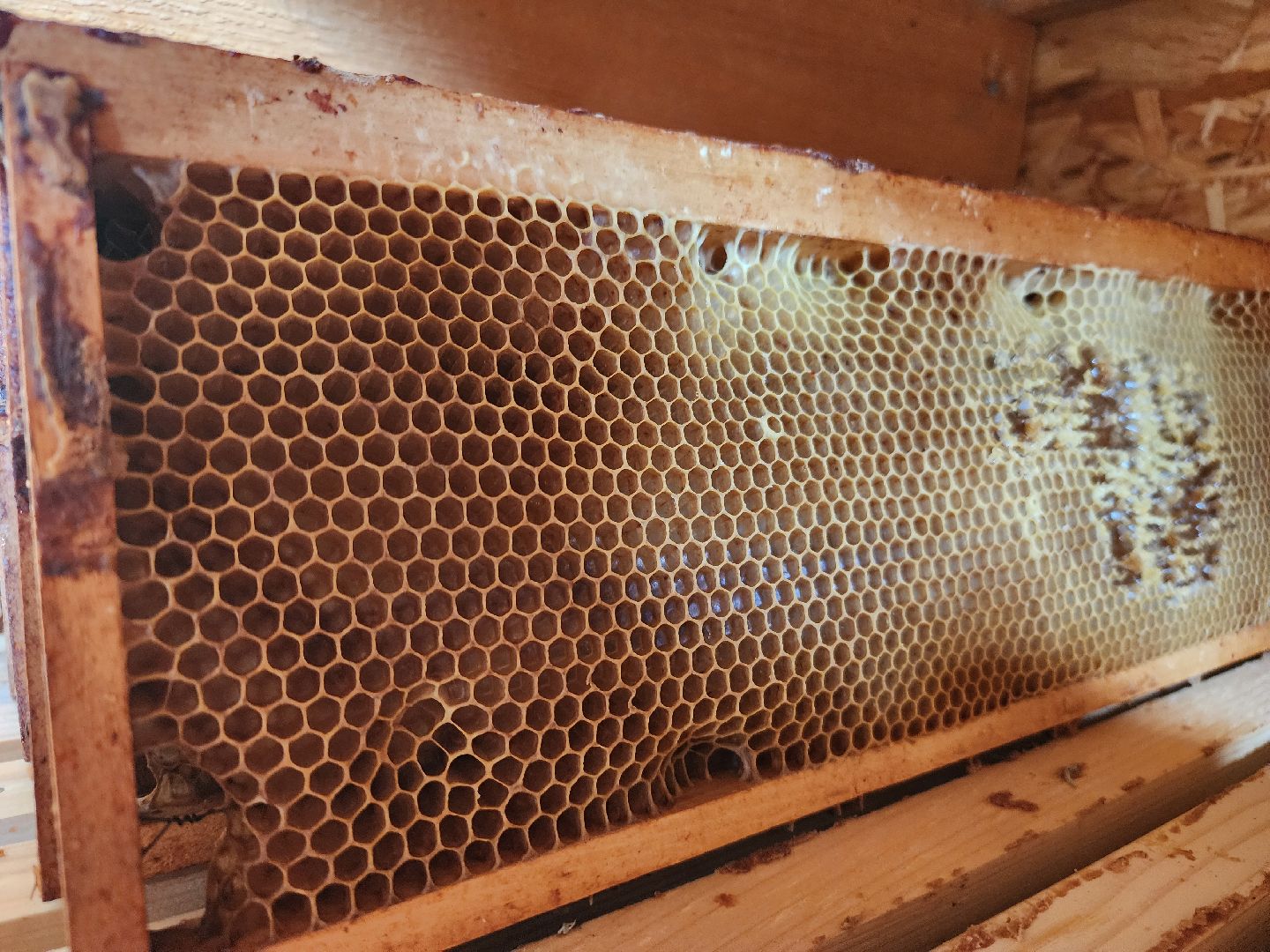 сельское хозяйство, Сельхозкультуры, селекция,