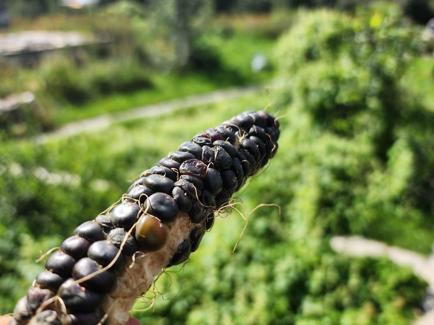 сельское хозяйство, Сельхозкультуры, селекция,