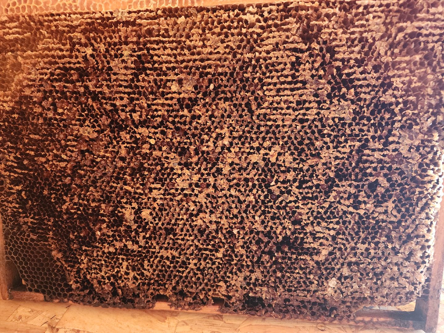 сельское хозяйство, Сельхозкультуры, селекция,