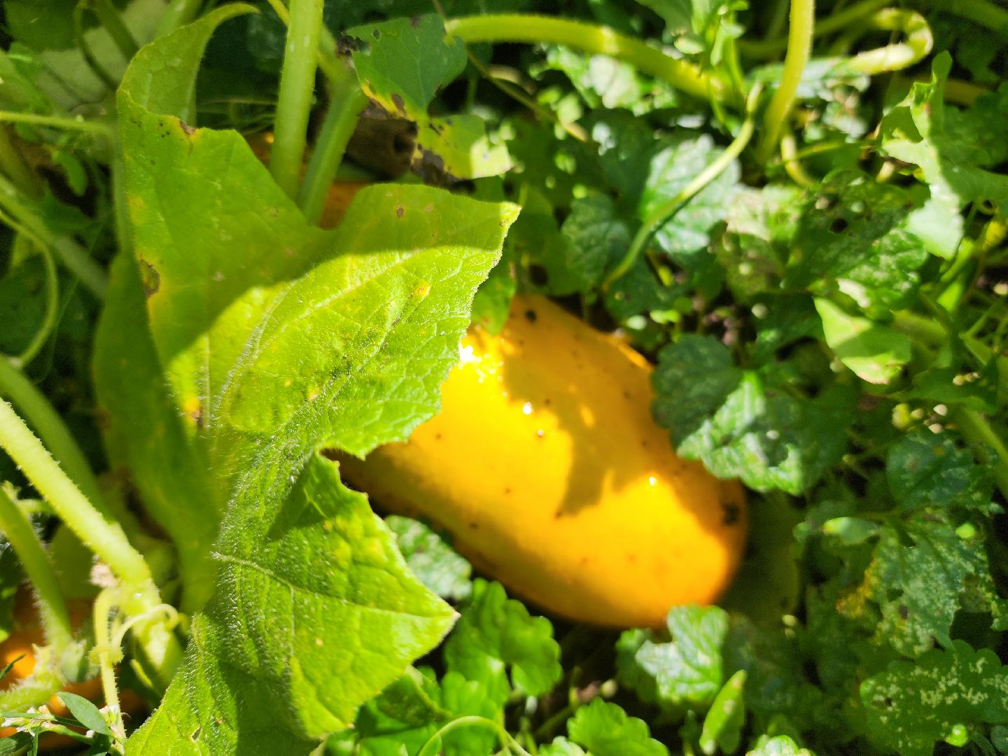 сельское хозяйство, Сельхозкультуры, селекция,