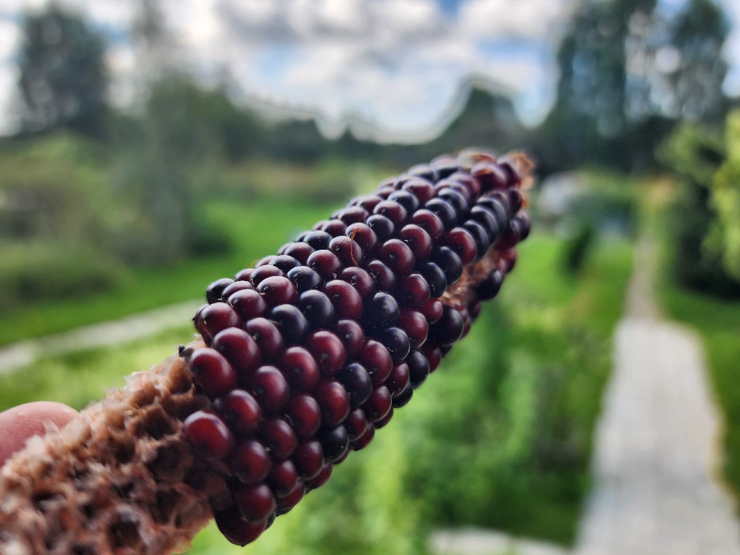 сельское хозяйство, Сельхозкультуры, селекция,
