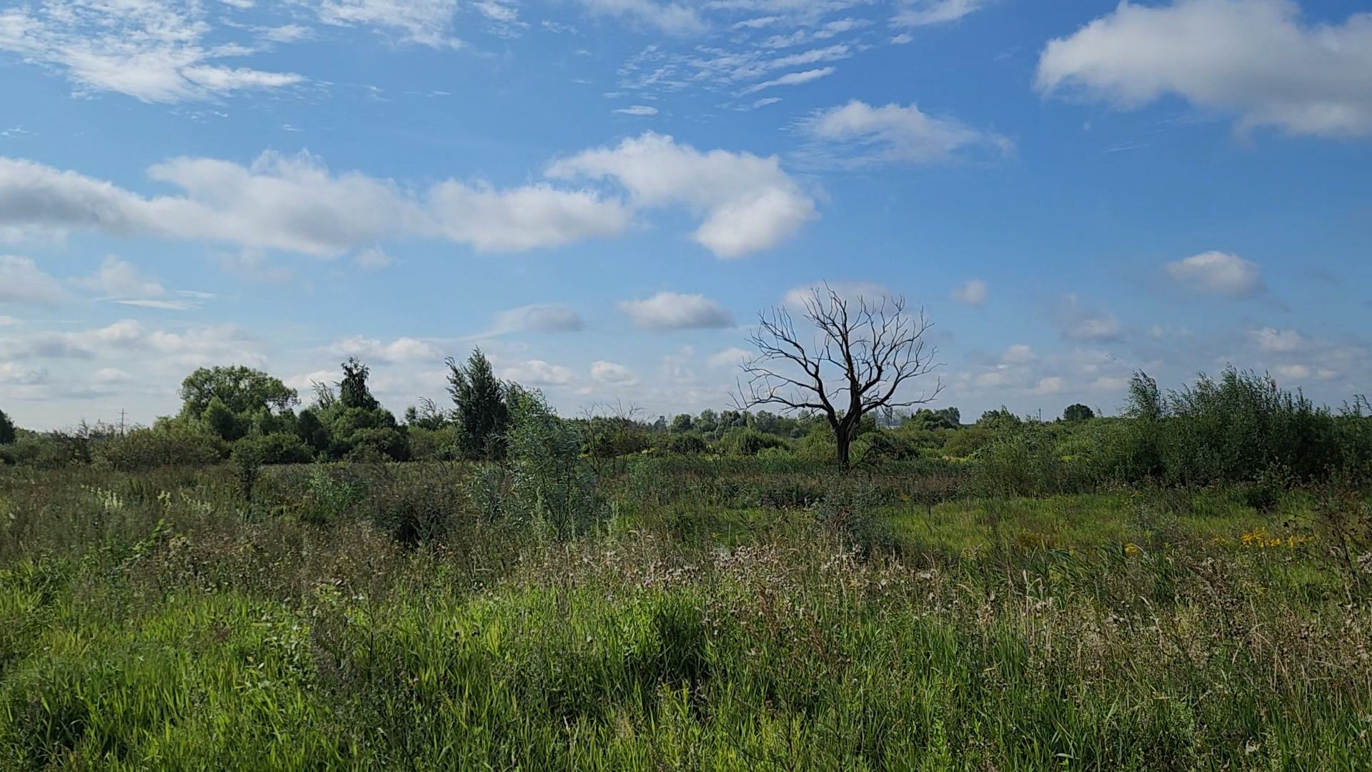 ногинск, старая купавна, земля за один рубль, жители, общество, экономика, строительство, строительство нового предприятия,