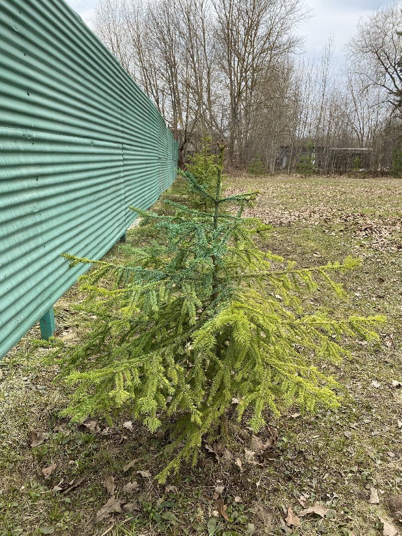 Чехов, школа, аллея, память, благоустройство, ученик
