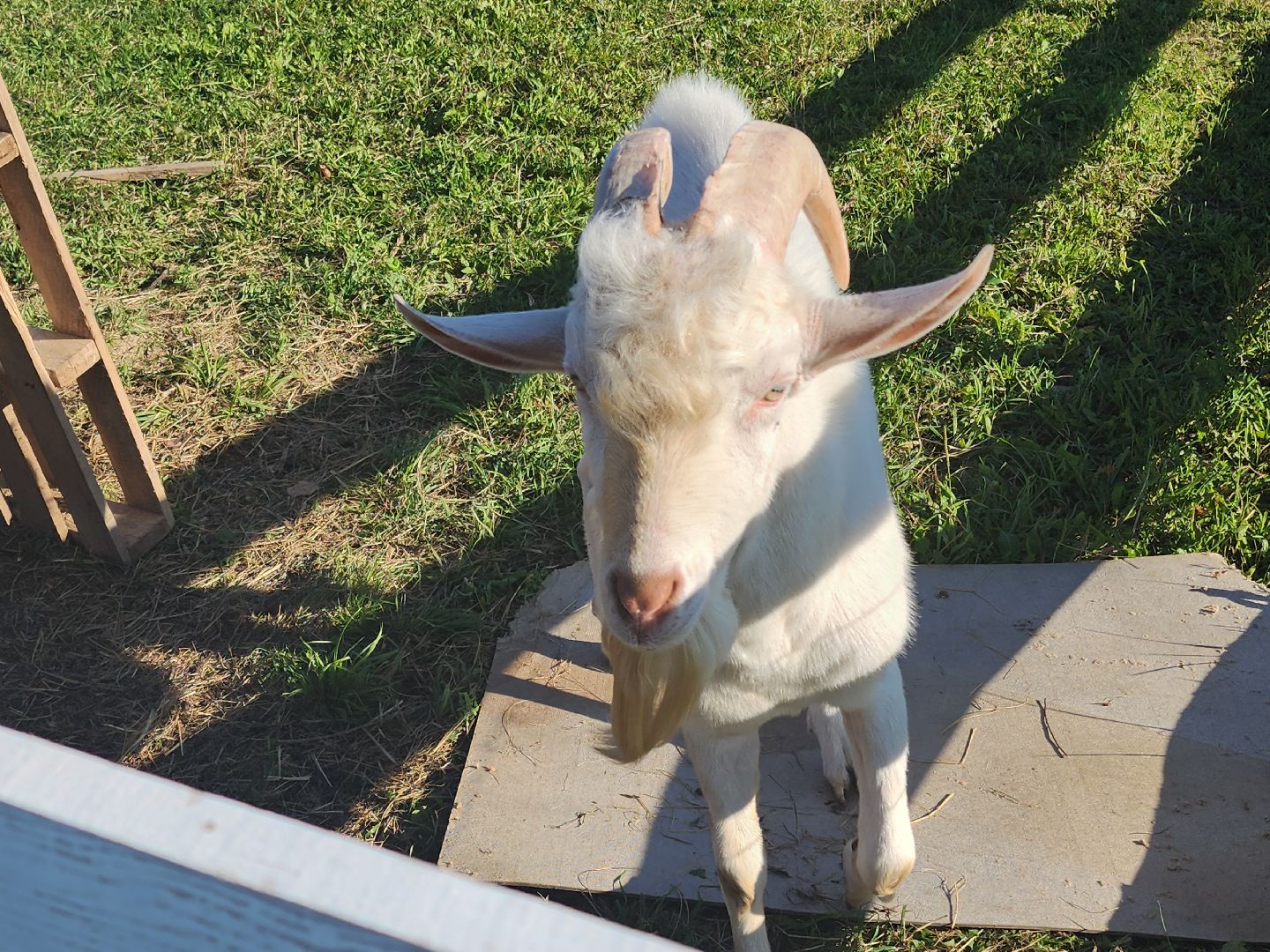 разведение коз, фермеры, субсидии,