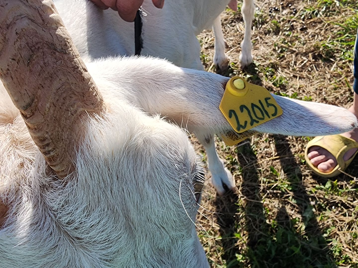 разведение коз, фермеры, субсидии,