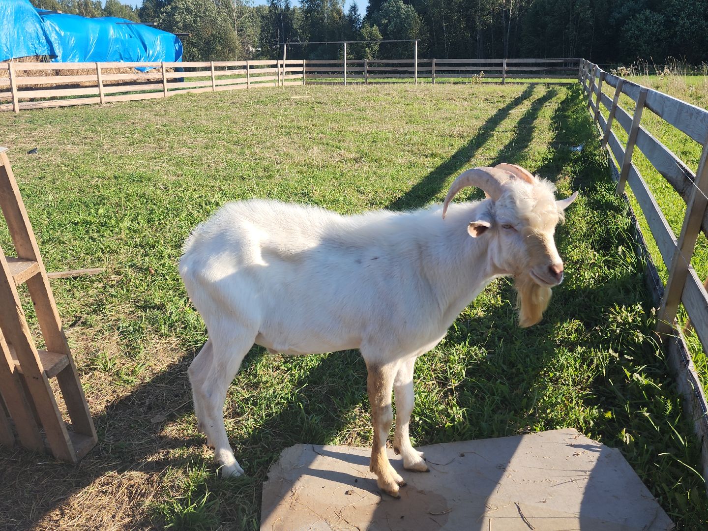 разведение коз, фермеры, субсидии,