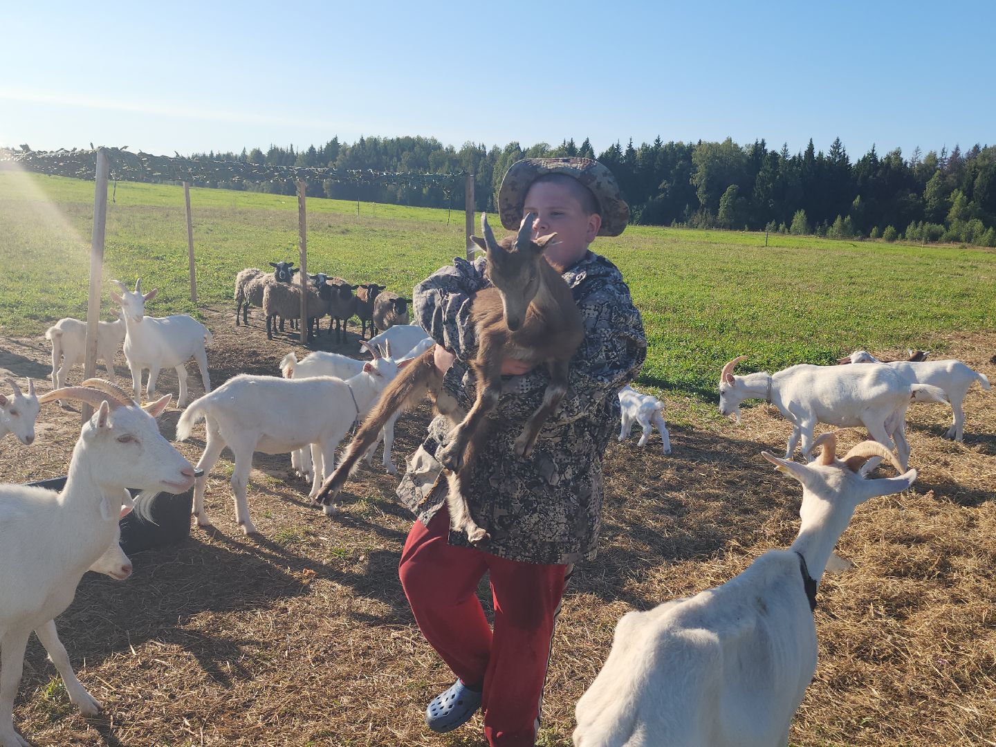 разведение коз, фермеры, субсидии,