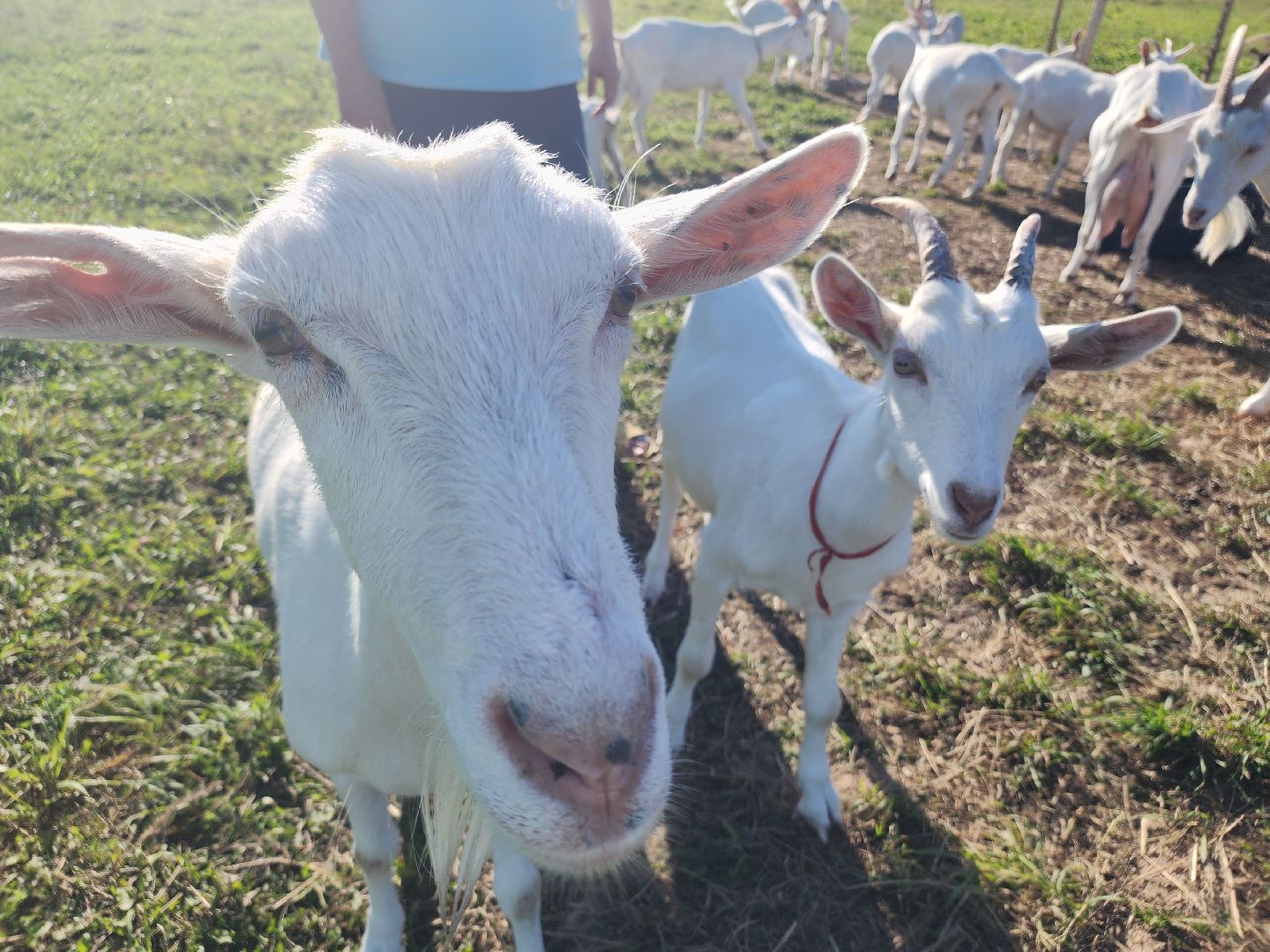 разведение коз, фермеры, субсидии,