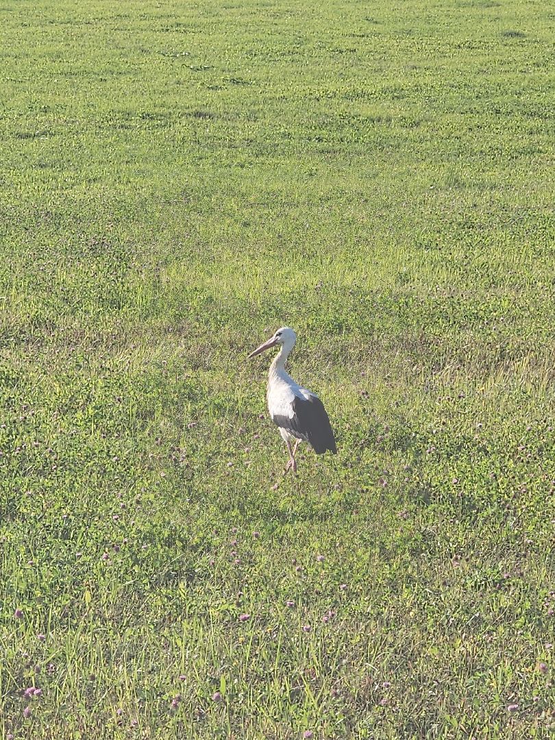 разведение коз, фермеры, субсидии,