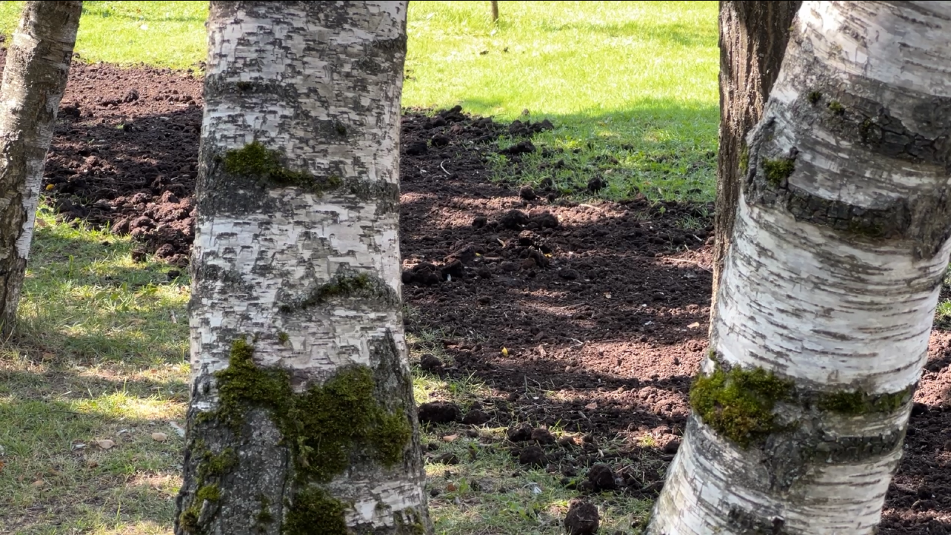 химки, благоустройство, выездная администрация, обращение жителей,