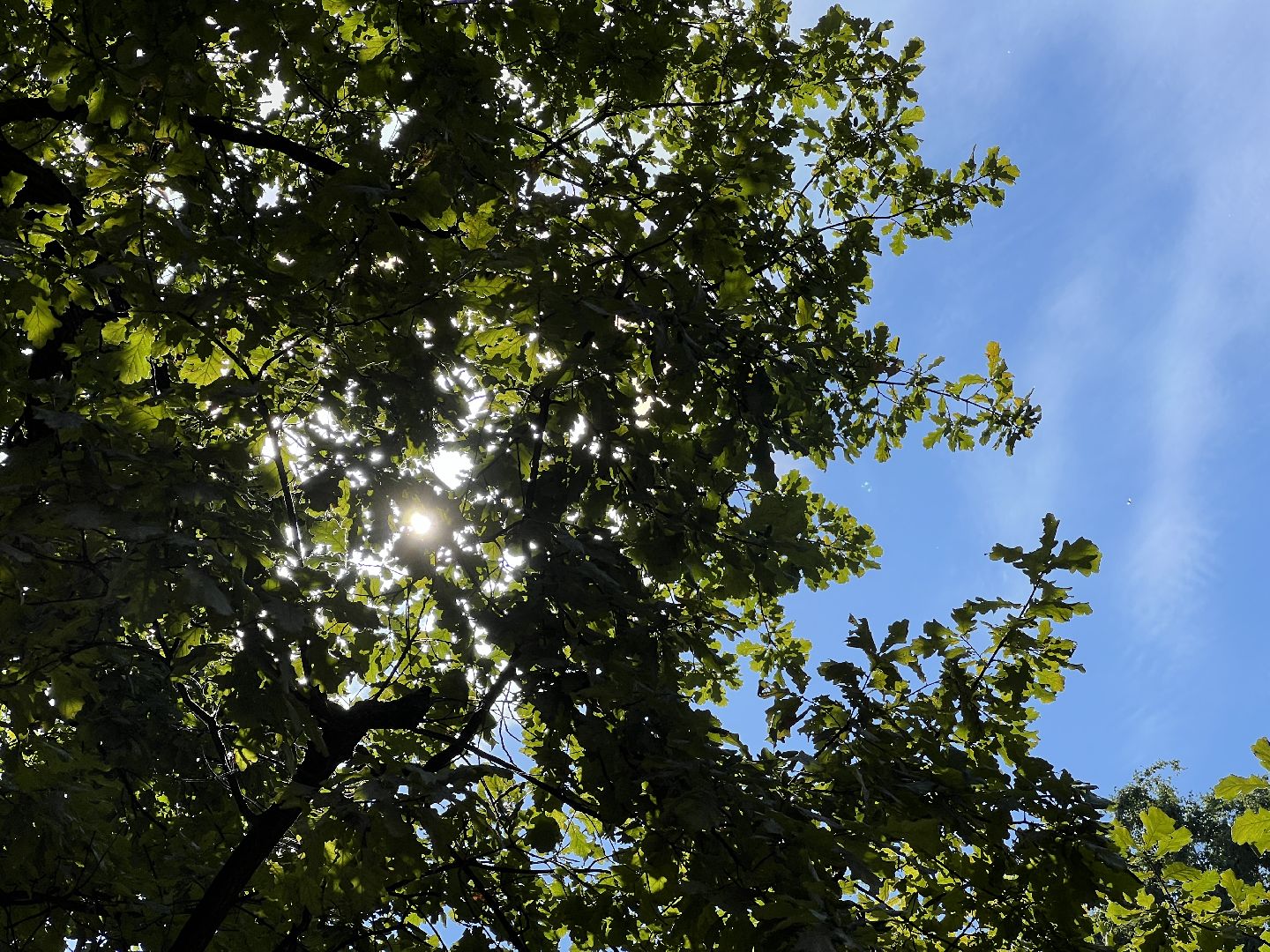 выездная администрация, химки, благоустройство, обращение жителей,