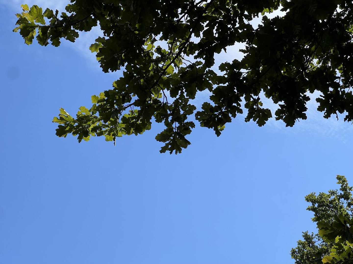 выездная администрация, химки, благоустройство, обращение жителей,