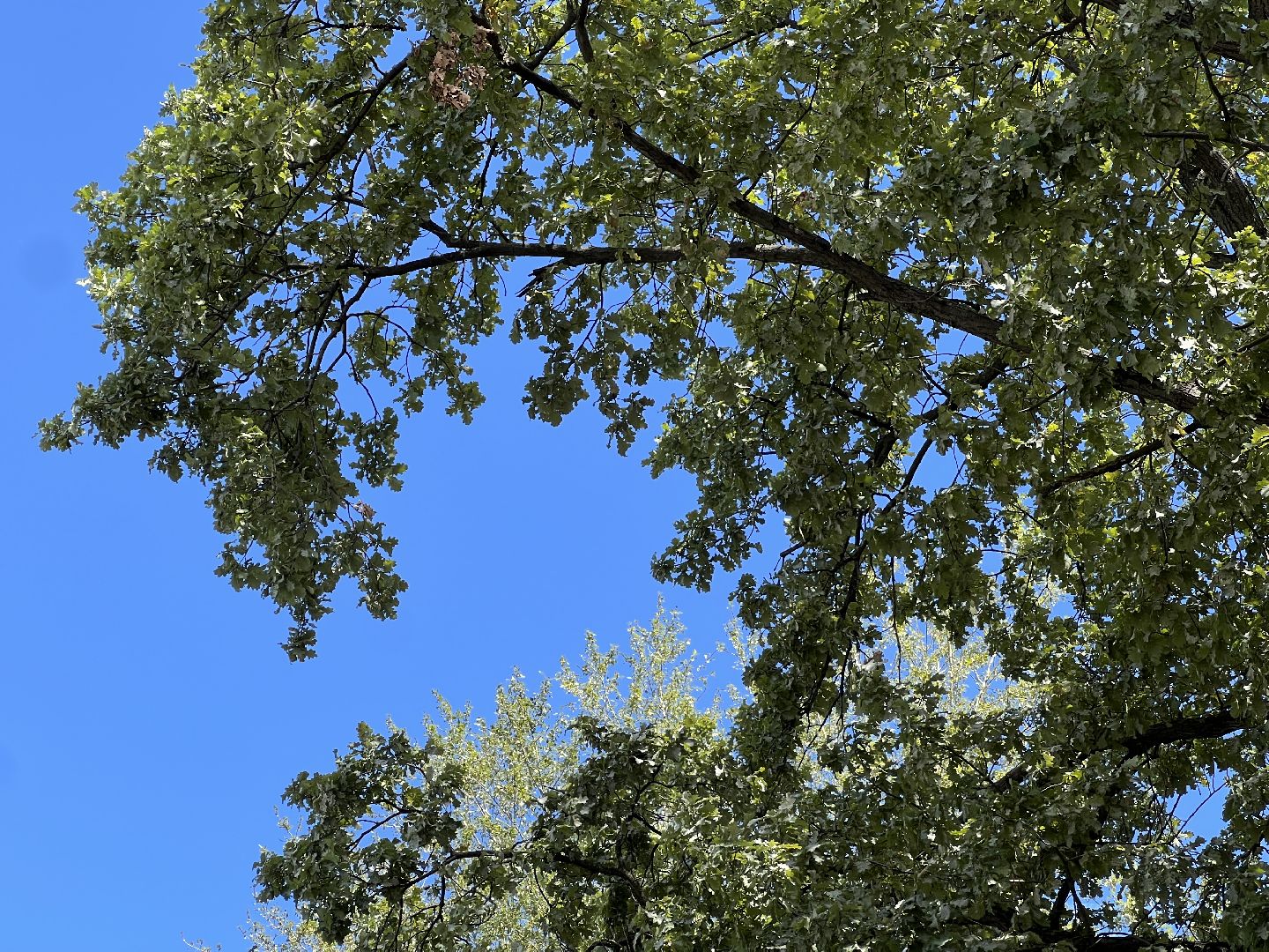 выездная администрация, химки, благоустройство, обращение жителей,