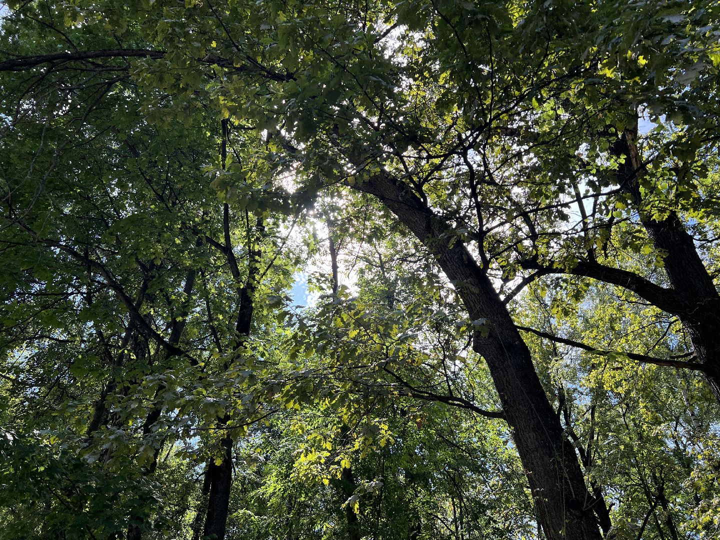 выездная администрация, химки, благоустройство, обращение жителей,