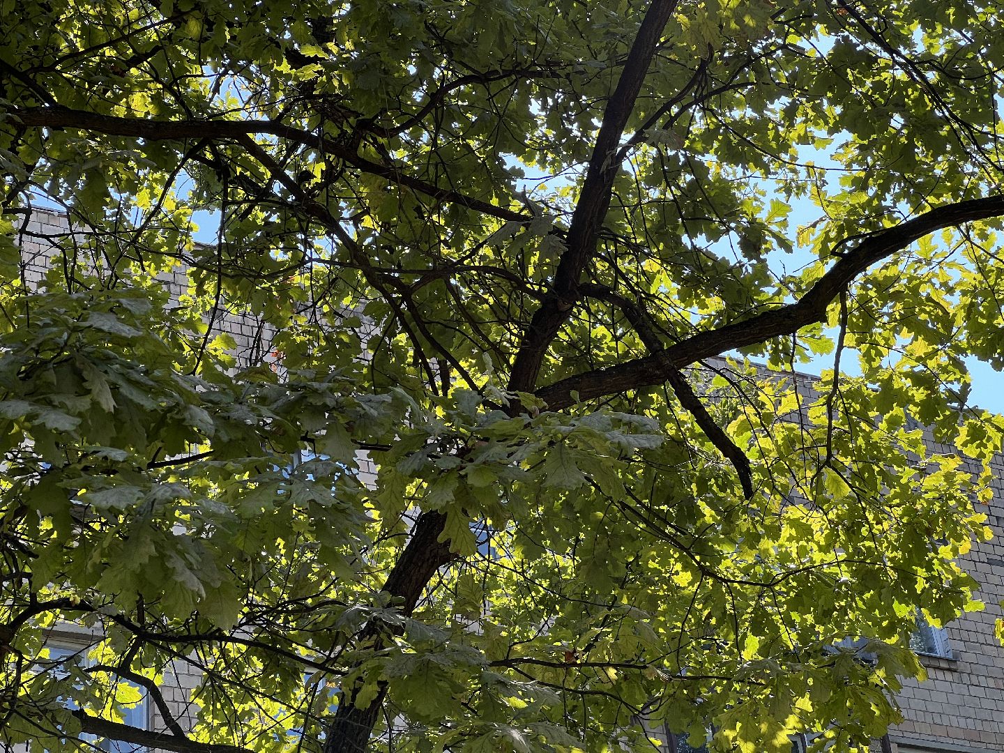 выездная администрация, химки, благоустройство, обращение жителей,