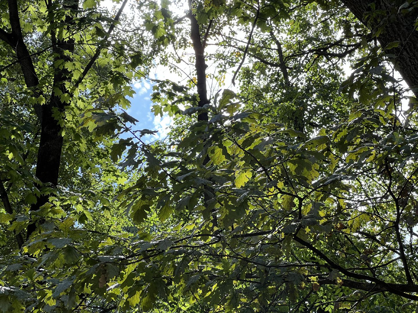 выездная администрация, химки, благоустройство, обращение жителей,