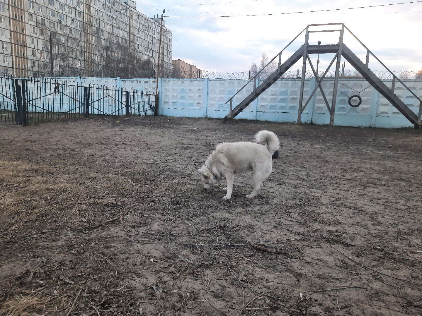 перемены, Шатура, выгул собак, площадка