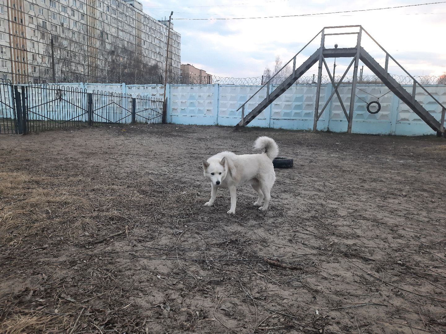перемены, Шатура, выгул собак, площадка