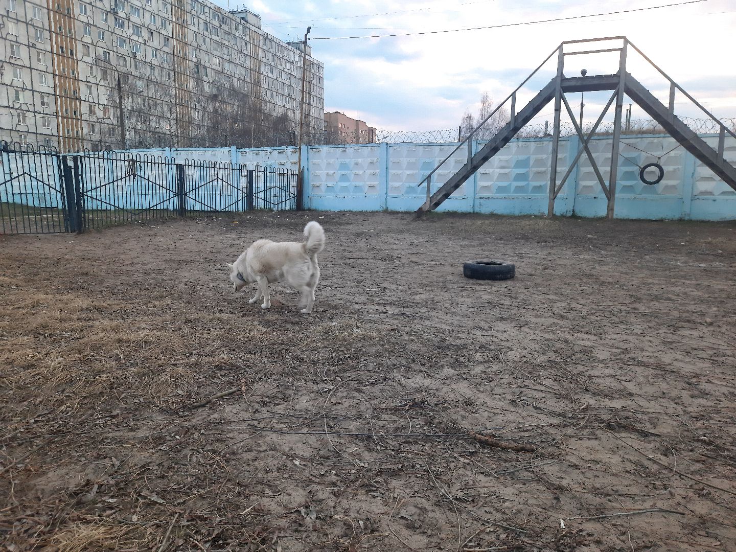 перемены, Шатура, выгул собак, площадка