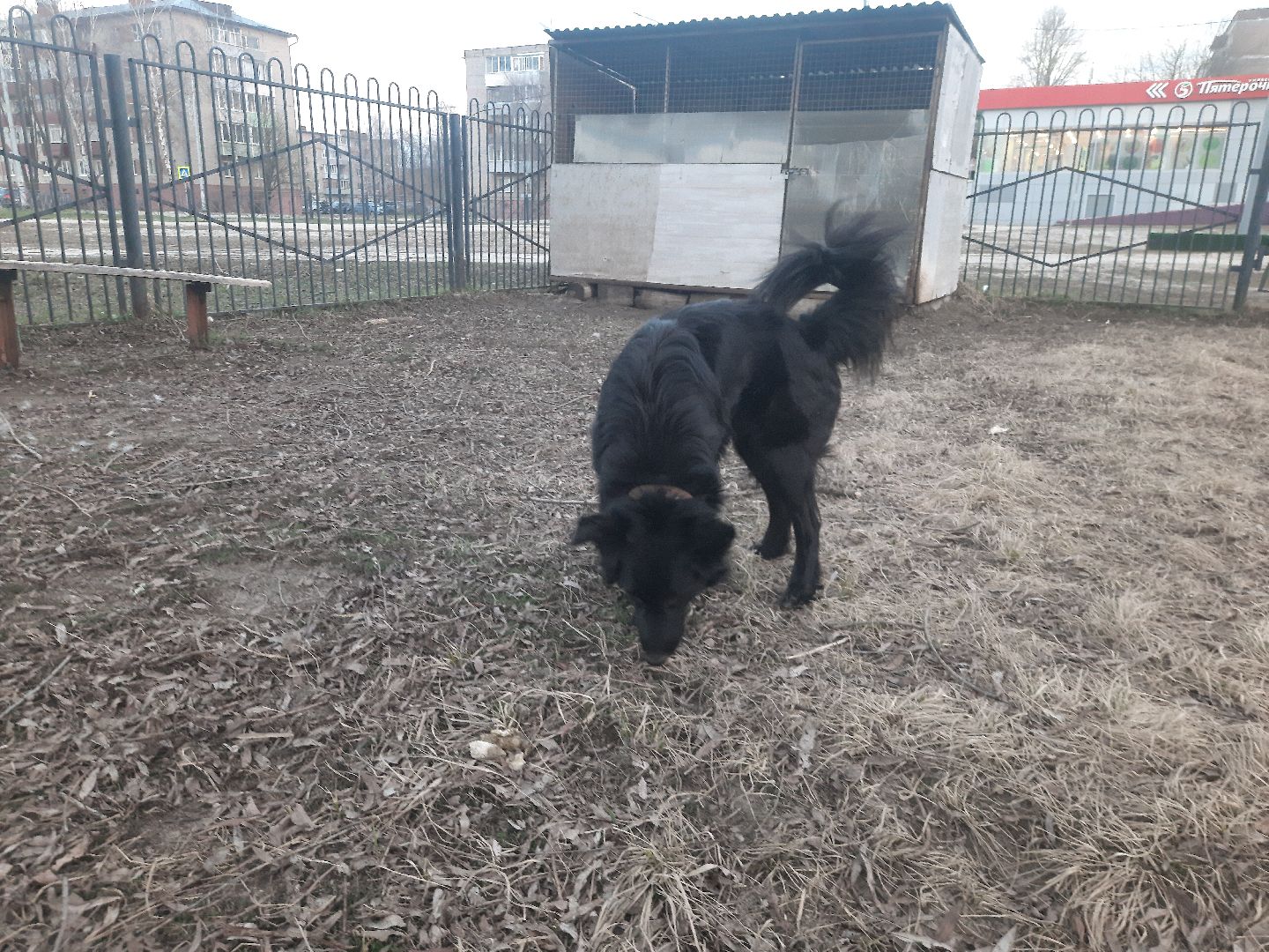 перемены, Шатура, выгул собак, площадка