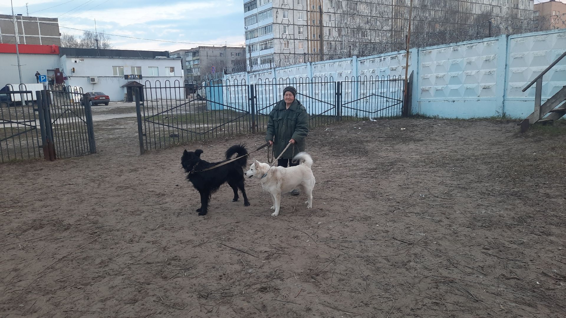 перемены, Шатура, выгул собак, площадка