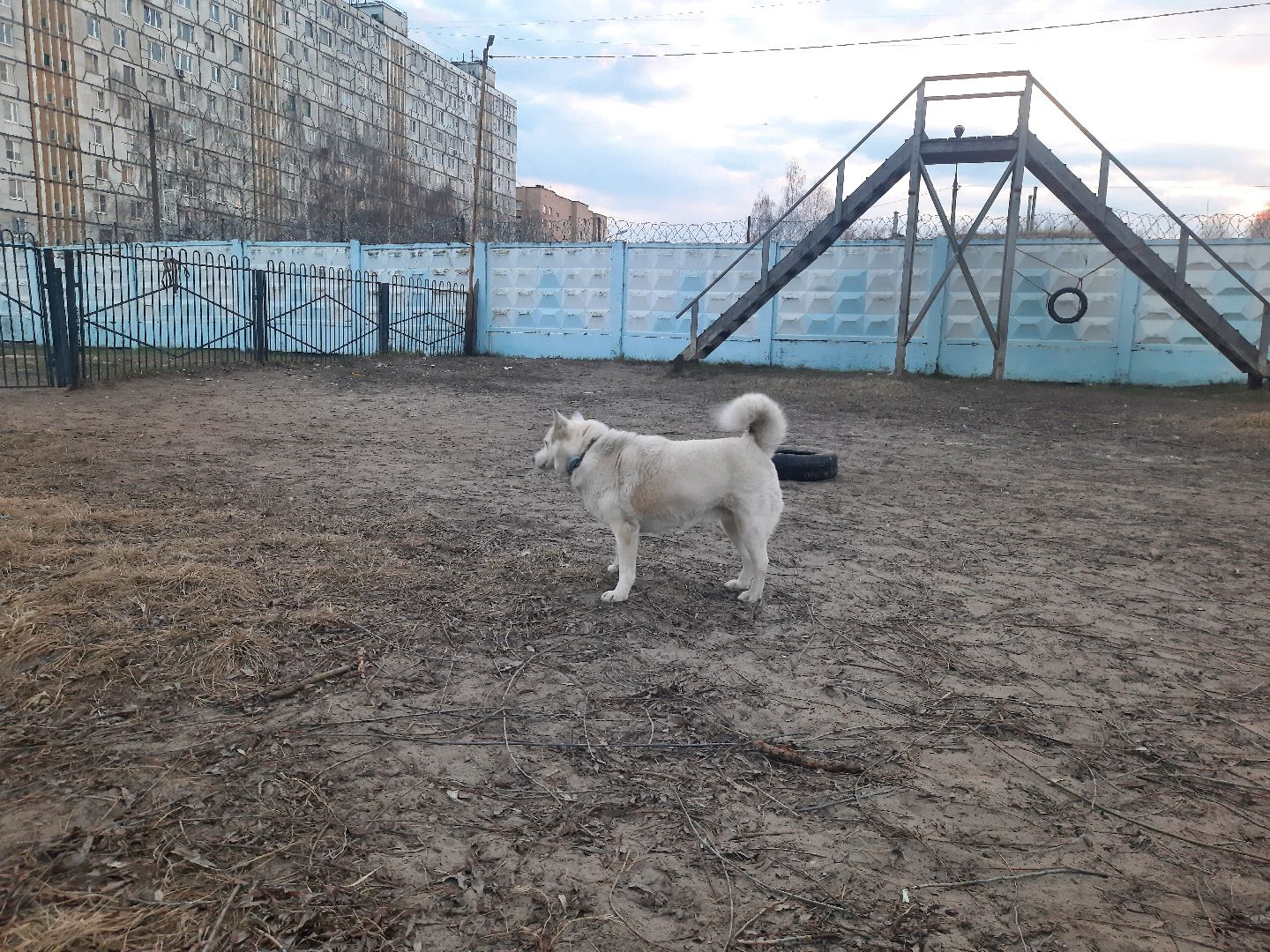 перемены, Шатура, выгул собак, площадка