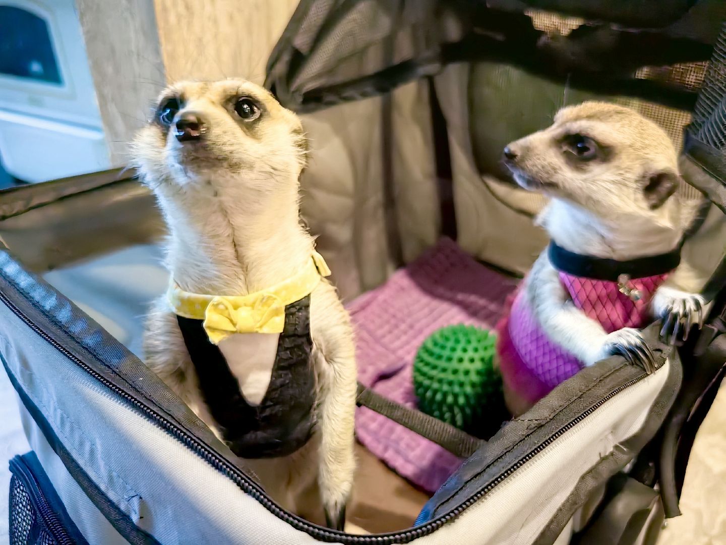 сурикаты, одежда для экзотов, финик и марта, костюмы, дизайнер,