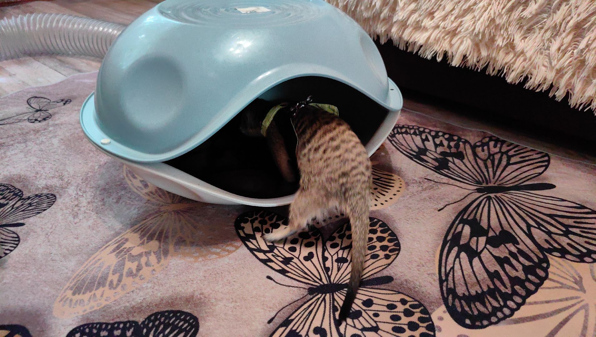 сурикаты, одежда для экзотов, финик и марта, костюмы, дизайнер,