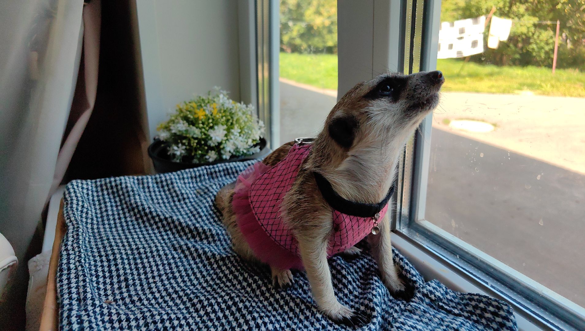 сурикаты, одежда для экзотов, финик и марта, костюмы, дизайнер,