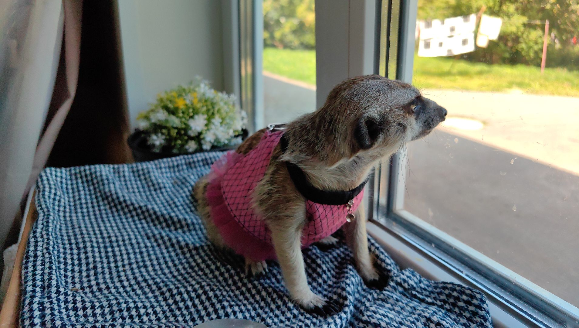 сурикаты, одежда для экзотов, финик и марта, костюмы, дизайнер,