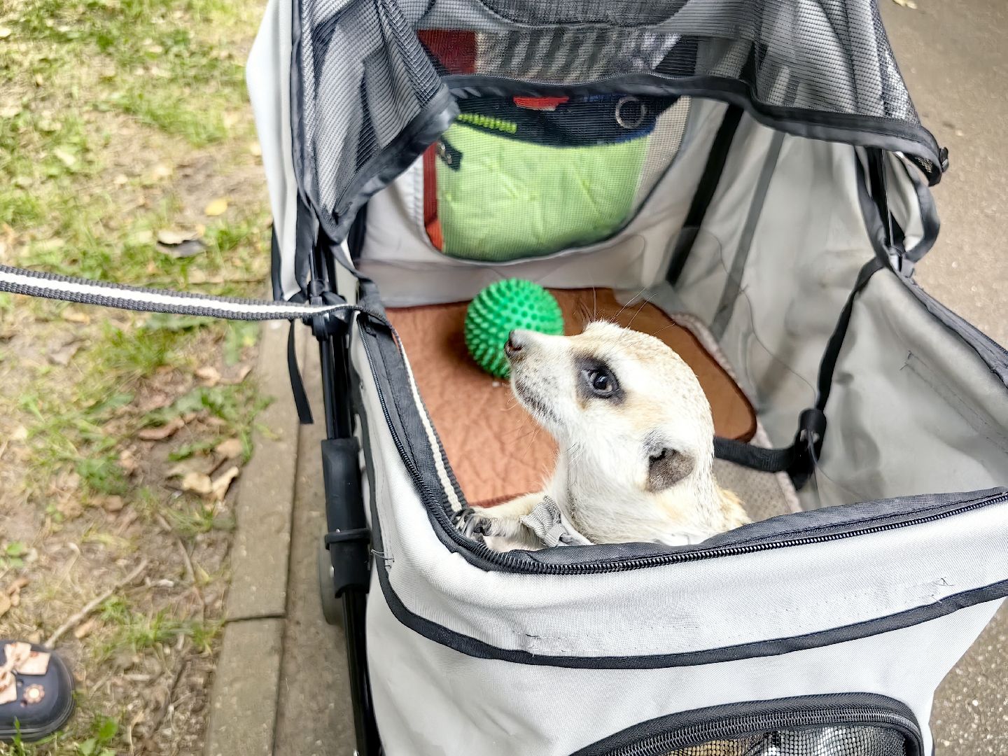 сурикаты, одежда для экзотов, финик и марта, костюмы, дизайнер,