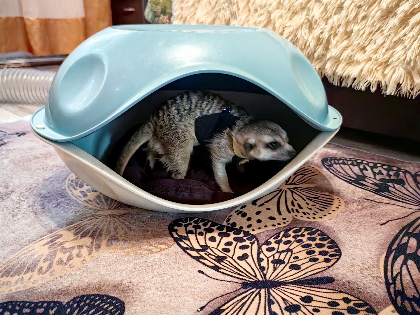 сурикаты, одежда для экзотов, финик и марта, костюмы, дизайнер,