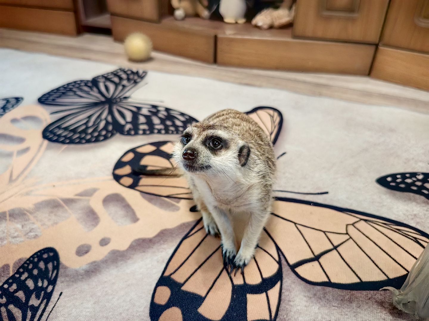 сурикаты, одежда для экзотов, финик и марта, костюмы, дизайнер,