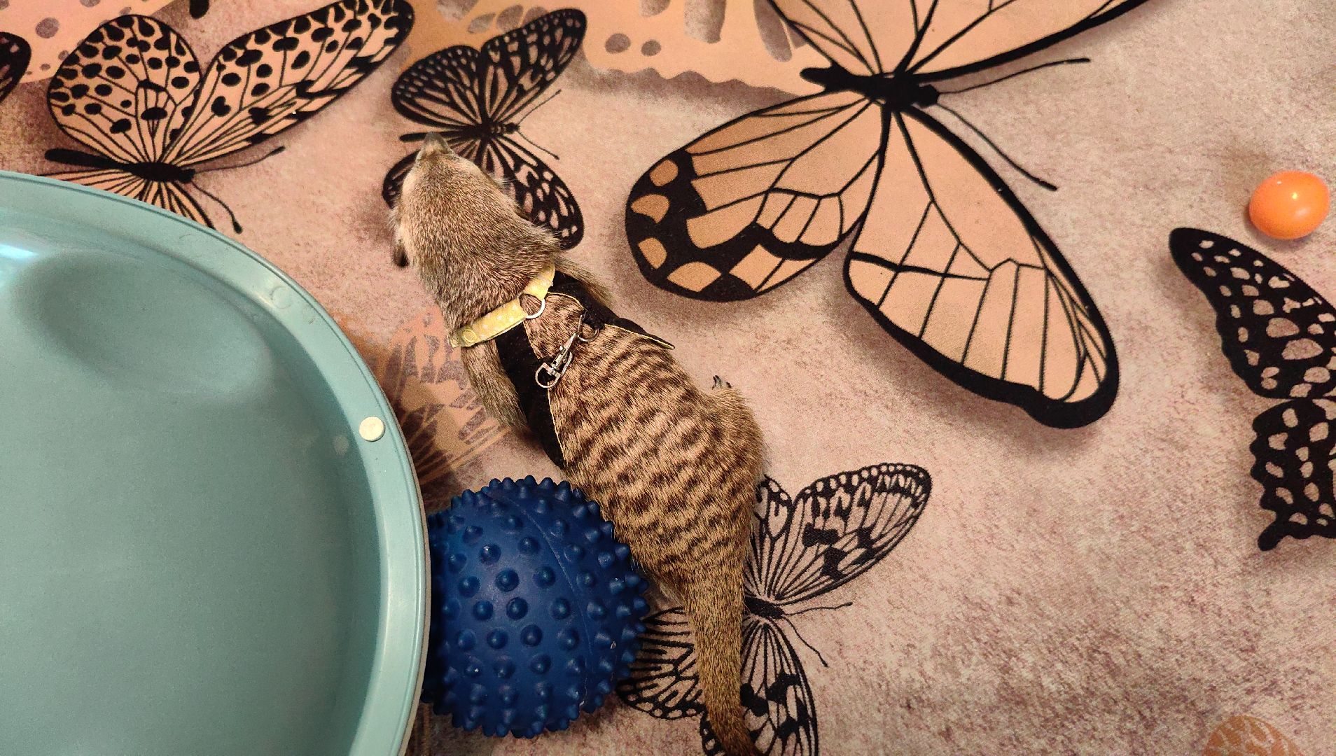 сурикаты, одежда для экзотов, финик и марта, костюмы, дизайнер,